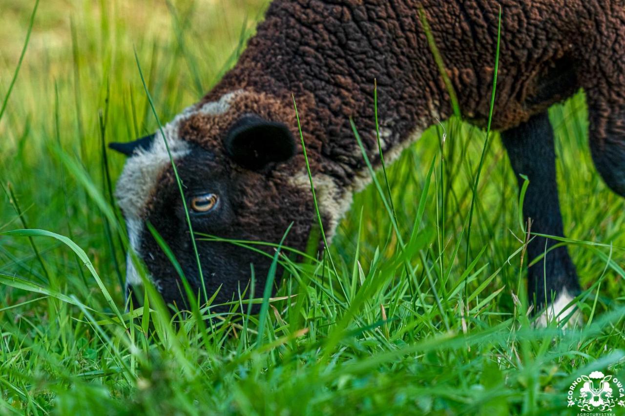Agroturystyka Corno Owca Zabnica Buitenkant foto